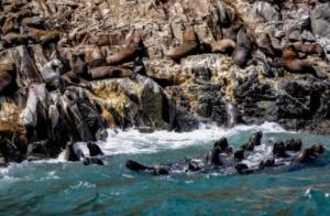 Islas Loberas de Islay 